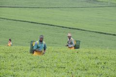 10551479_707604642627318_3629144123026034136_o